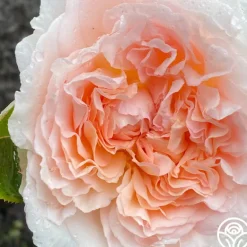 Heirloom Roses Parfuma® Bliss Clearance