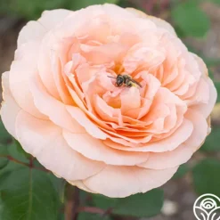 Heirloom Roses Parfuma® Bliss Clearance