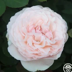 Heirloom Roses Parfuma® Bliss Clearance
