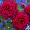 Heirloom Roses Parfuma® Dark Desire™ Discount