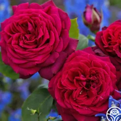 Heirloom Roses Parfuma® Dark Desire™ Discount