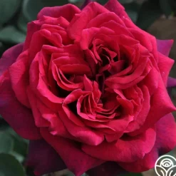 Heirloom Roses Parfuma® Dark Desire™ Discount