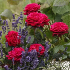 Heirloom Roses Parfuma® Dark Desire™ Discount