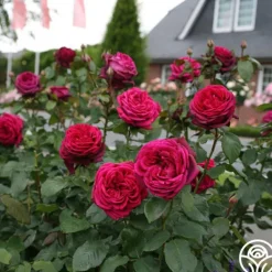 Heirloom Roses Parfuma® Dark Desire™ Discount