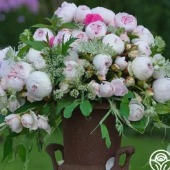 Heirloom Roses Parfuma® Earth Angel Clearance