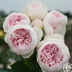 Heirloom Roses Parfuma® Earth Angel Clearance