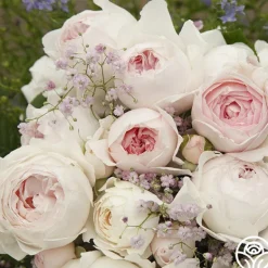 Heirloom Roses Parfuma® Earth Angel Clearance