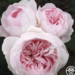 Heirloom Roses Parfuma® Earth Angel Clearance