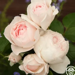 Heirloom Roses Parfuma® Earth Angel Clearance