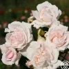 Heirloom Roses Parfuma® First Crush™ New