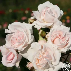 Heirloom Roses Parfuma® First Crush™ New