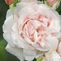 Heirloom Roses Parfuma® First Crush™ New
