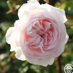 Heirloom Roses Parfuma® First Crush™ New