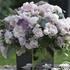 Heirloom Roses Parfuma® First Crush™ New