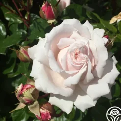 Heirloom Roses Parfuma® First Crush™ New