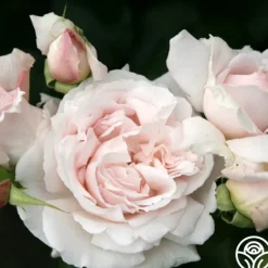 Heirloom Roses Parfuma® First Crush™ New
