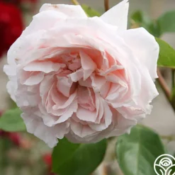 Heirloom Roses Parfuma® First Crush™ New