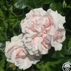 Heirloom Roses Parfuma® First Crush™ New