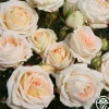 Heirloom Roses Parfuma® Madame Anisette™ Discount