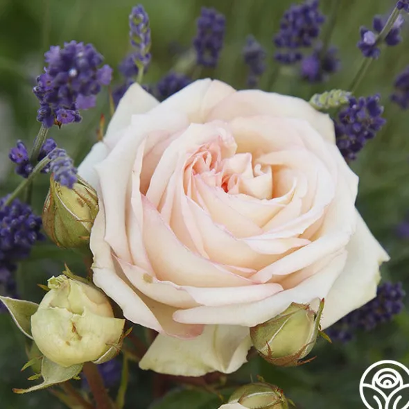 Heirloom Roses Parfuma® Madame Anisette™ Discount