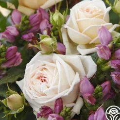 Heirloom Roses Parfuma® Madame Anisette™ Discount
