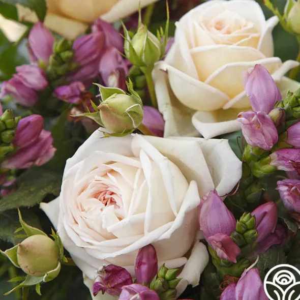 Heirloom Roses Parfuma® Madame Anisette™ Discount