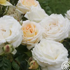 Heirloom Roses Parfuma® Madame Anisette™ Discount