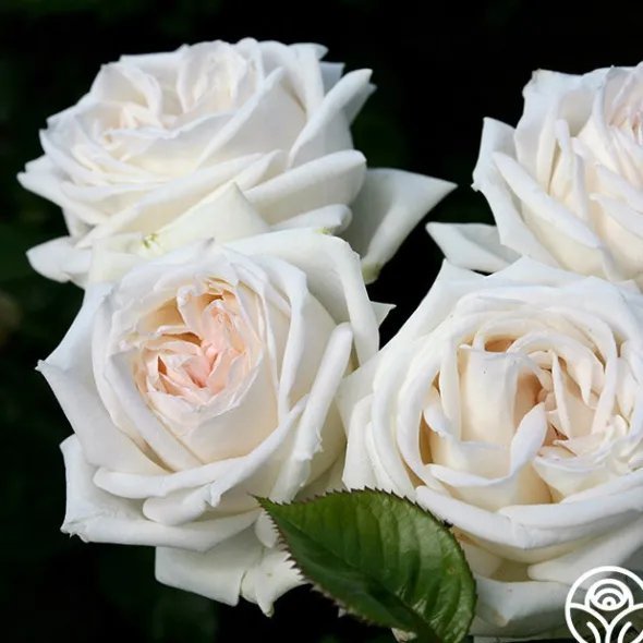 Heirloom Roses Parfuma® Madame Anisette™ Discount