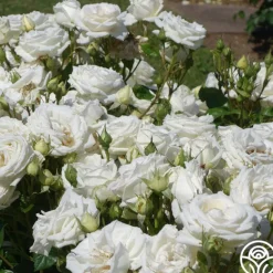 Heirloom Roses Parfuma® Madame Anisette™ Discount