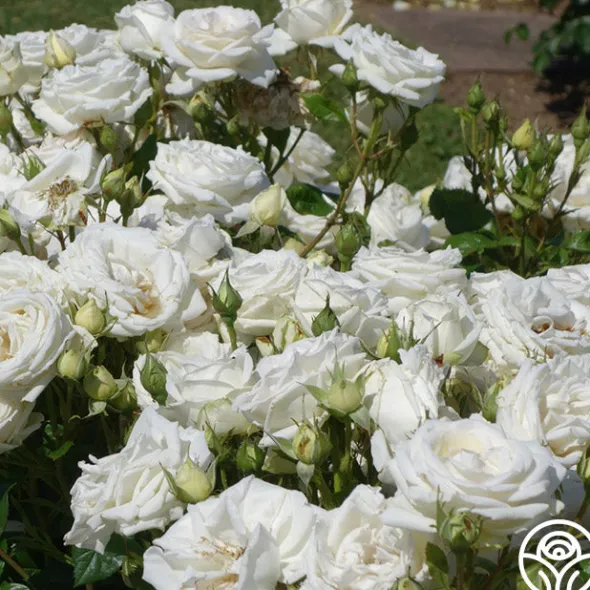 Heirloom Roses Parfuma® Madame Anisette™ Discount