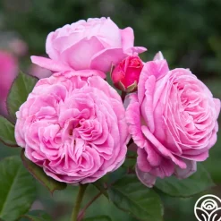 Heirloom Roses Parfuma® Summer Romance Clearance