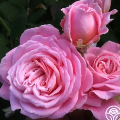 Heirloom Roses Parfuma® Summer Romance Clearance