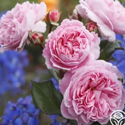 Heirloom Roses Parfuma® Summer Romance Clearance