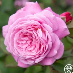 Heirloom Roses Parfuma® Summer Romance Clearance