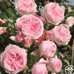 Heirloom Roses Parfuma® Summer Romance Clearance