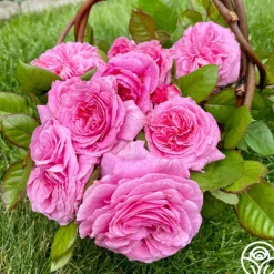 Heirloom Roses Parfuma® Summer Romance Clearance