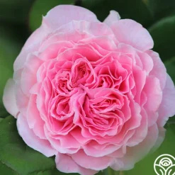Heirloom Roses Parfuma® Summer Romance Clearance
