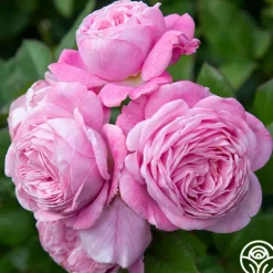 Heirloom Roses Parfuma® Summer Romance Clearance