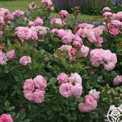 Heirloom Roses Parfuma® Summer Romance Clearance