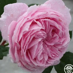 Heirloom Roses Parfuma® Summer Romance Clearance