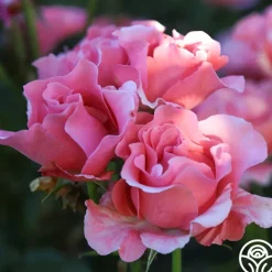 Heirloom Roses Paris de Yves St. Laurent™ Hot