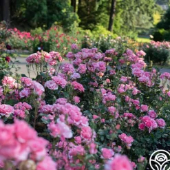 Heirloom Roses Paris de Yves St. Laurent™ Hot