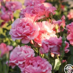 Heirloom Roses Paris de Yves St. Laurent™ Hot