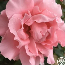 Heirloom Roses Paris de Yves St. Laurent™ Hot