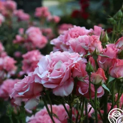 Heirloom Roses Paris de Yves St. Laurent™ Hot