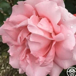 Heirloom Roses Paris de Yves St. Laurent™ Hot