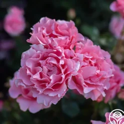 Heirloom Roses Paris de Yves St. Laurent™ Hot