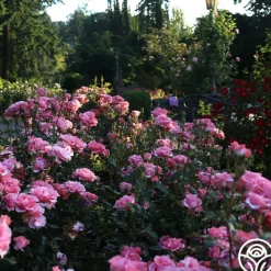 Heirloom Roses Paris de Yves St. Laurent™ Hot