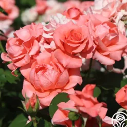 Heirloom Roses Paris de Yves St. Laurent™ Hot