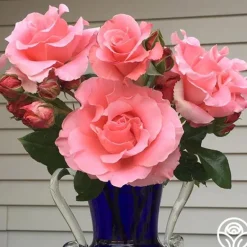 Heirloom Roses Paris de Yves St. Laurent™ Hot